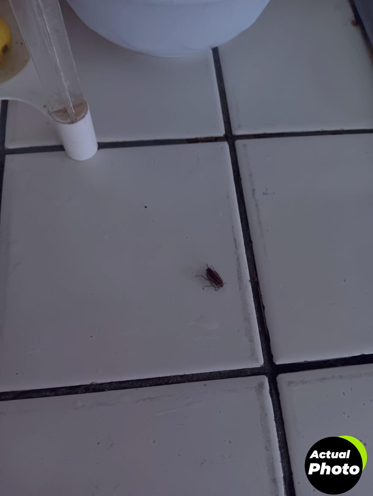 advion-roach-gel-bait-4-tubes-foto-3