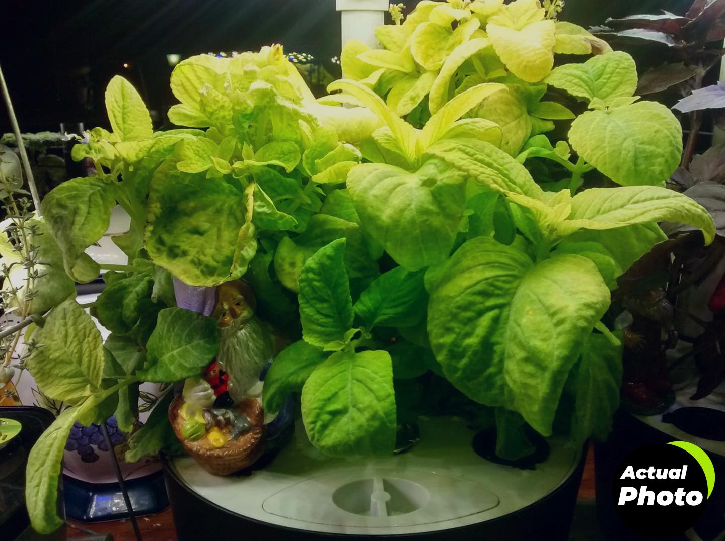 aerogarden-bounty-basic-indoor-garden-foto-3