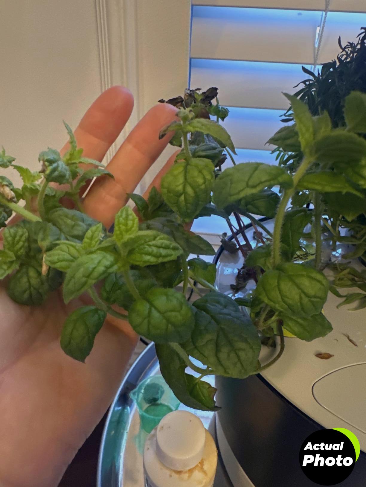 aerogarden-italian-herb-kit-6-pod-foto-1