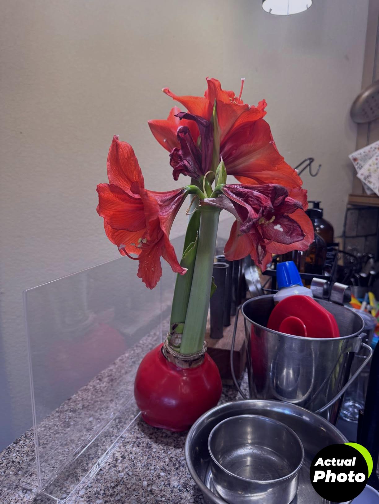 amaryllis-red-wax-bulb-gift-plant-foto-1