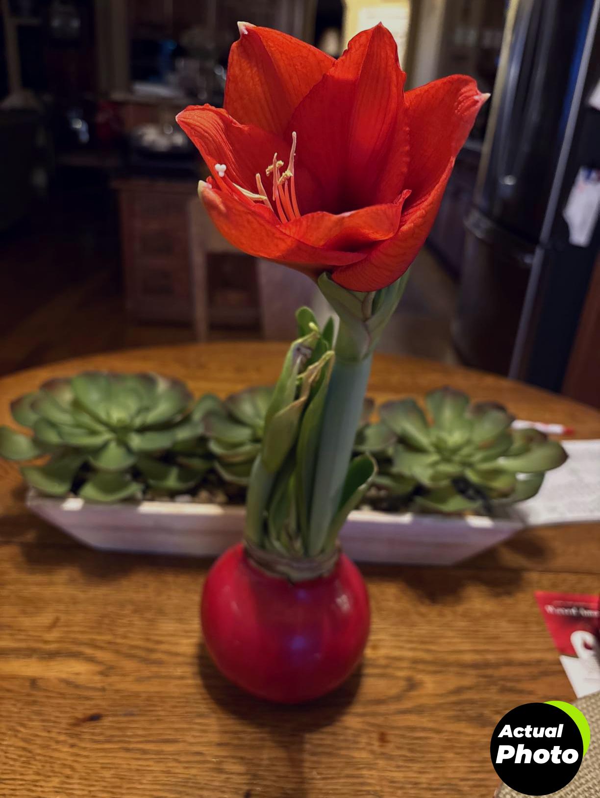 amaryllis-red-wax-bulb-gift-plant-foto-2