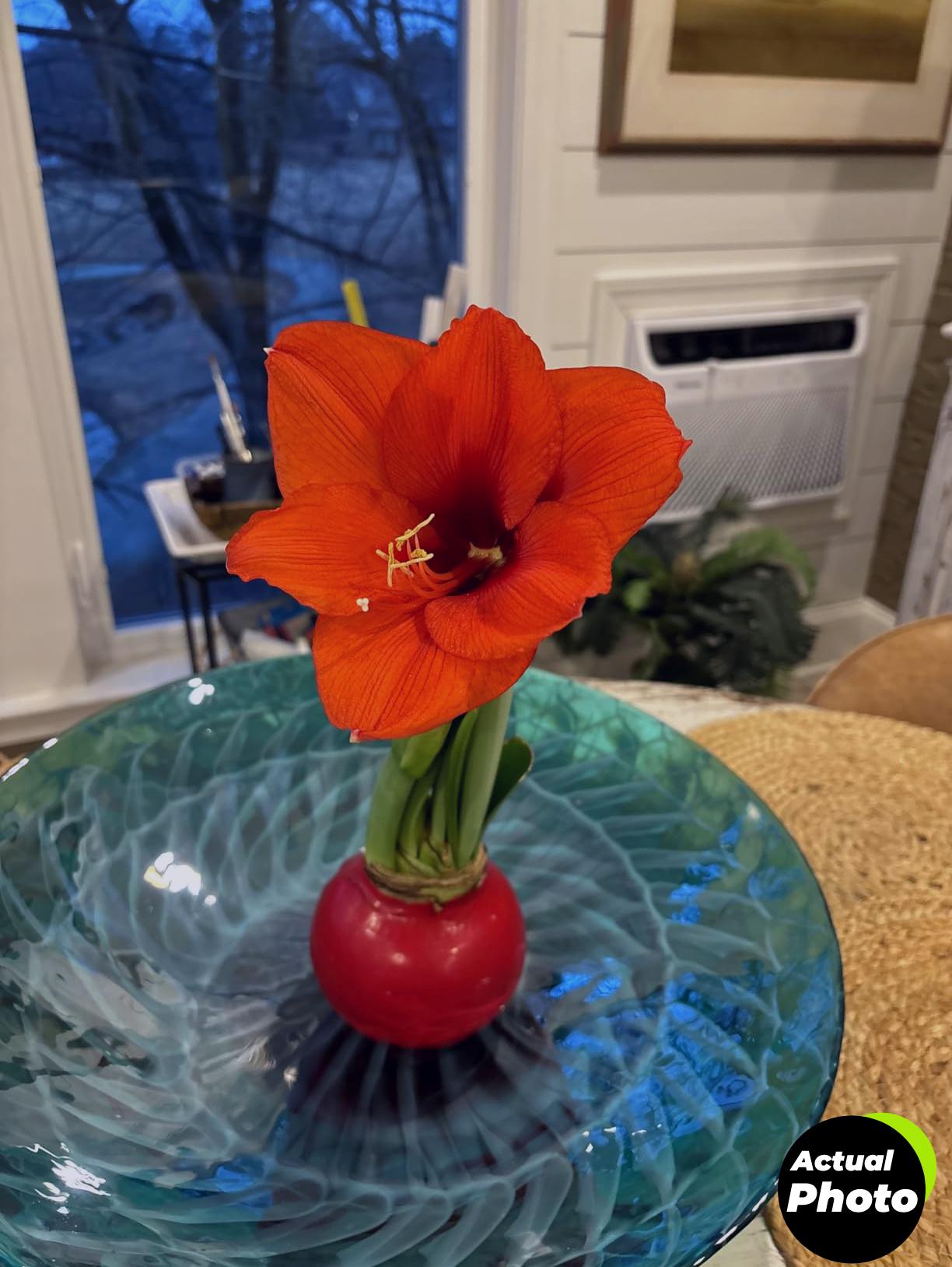 amaryllis-red-wax-bulb-gift-plant-foto-3