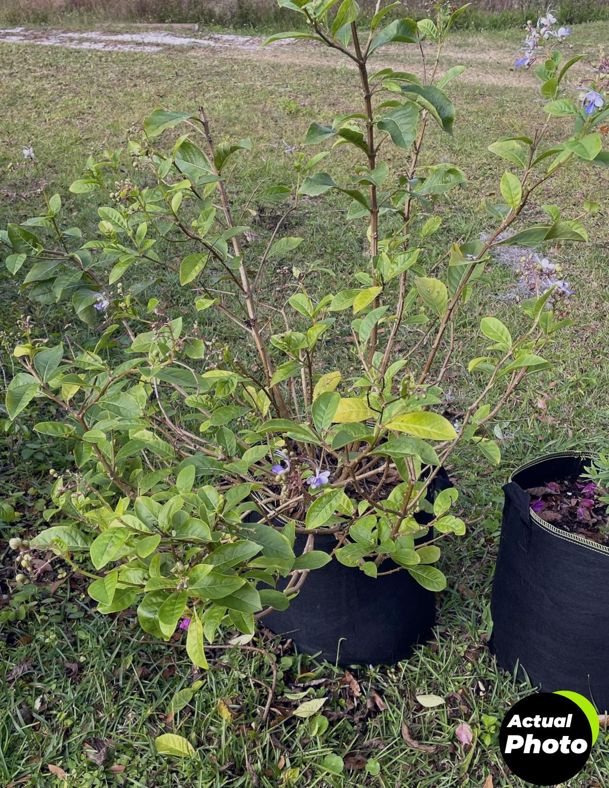 angar-plant-covers-winter-protection-4-pack-foto-2