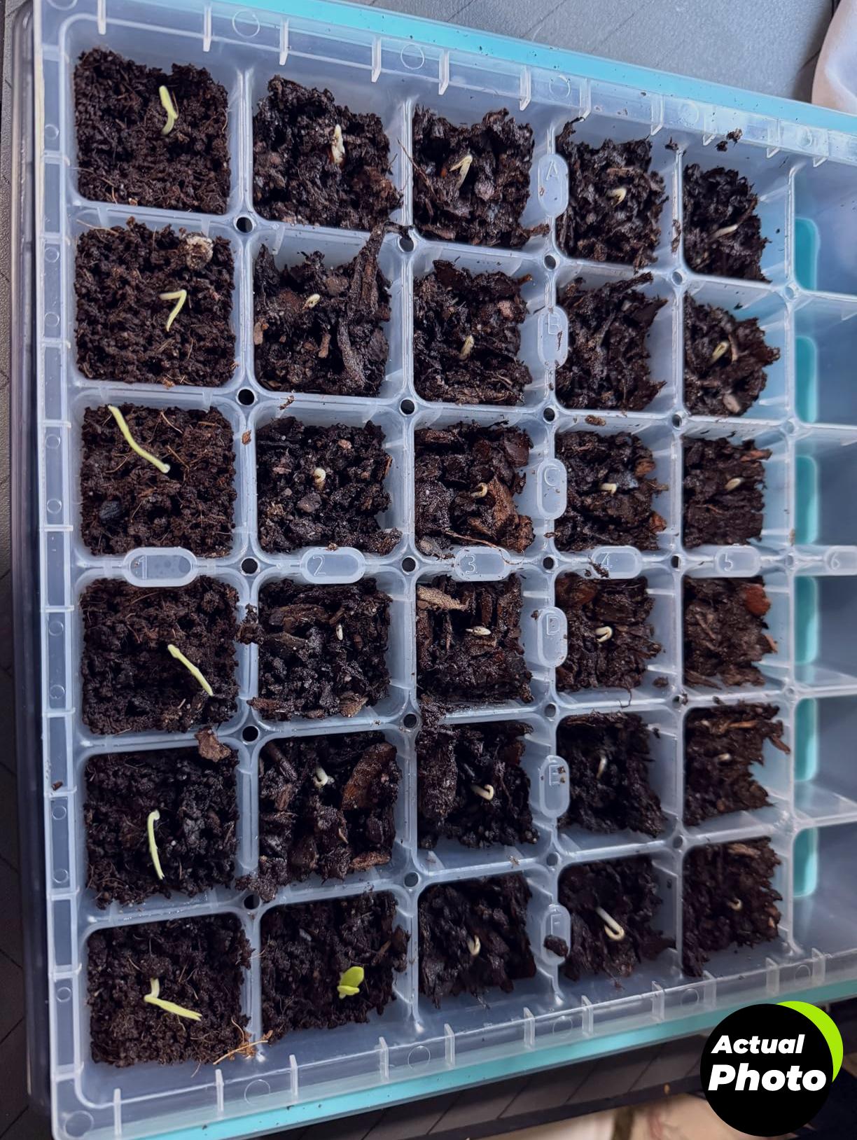 avergo-bonsai-kit-unique-japanese-foto-1