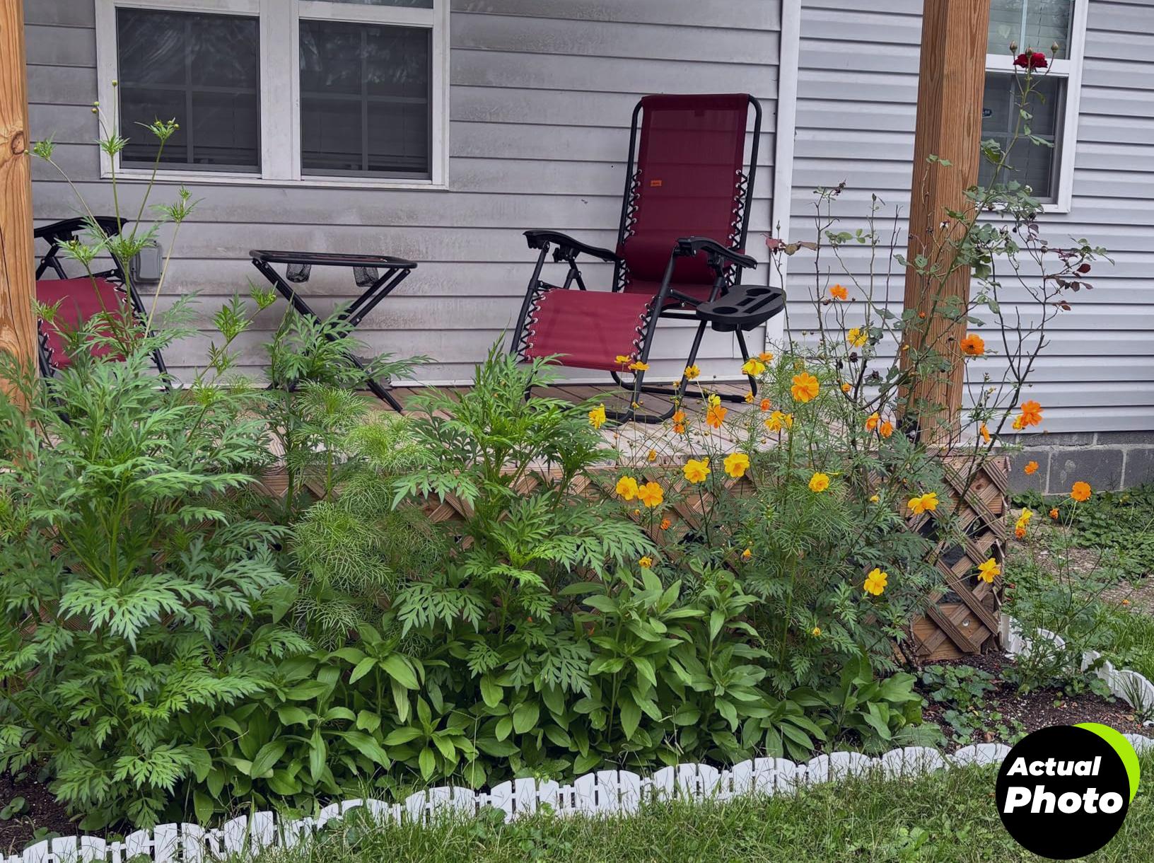 back-to-the-roots-basil-genovese-seeds-foto-1