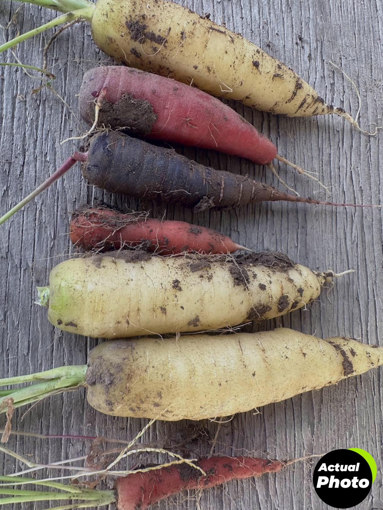 back-to-the-roots-basil-genovese-seeds-foto-2