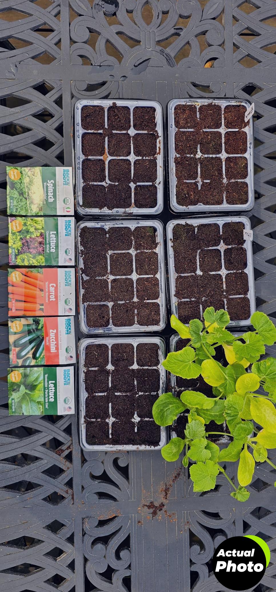 back-to-the-roots-basil-genovese-seeds-foto-3