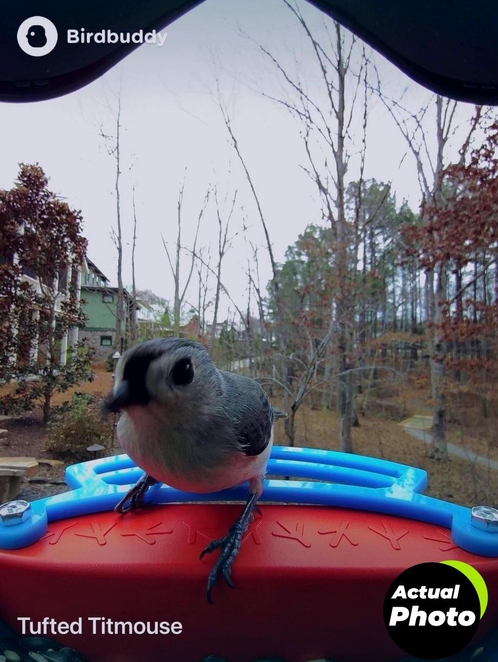 birdbuddy-pro-feeder-camera-blue-solar-foto-2