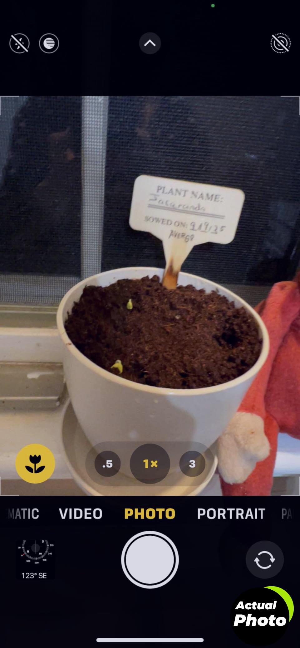 bonsai-starter-kit-jacaranda-foto-1