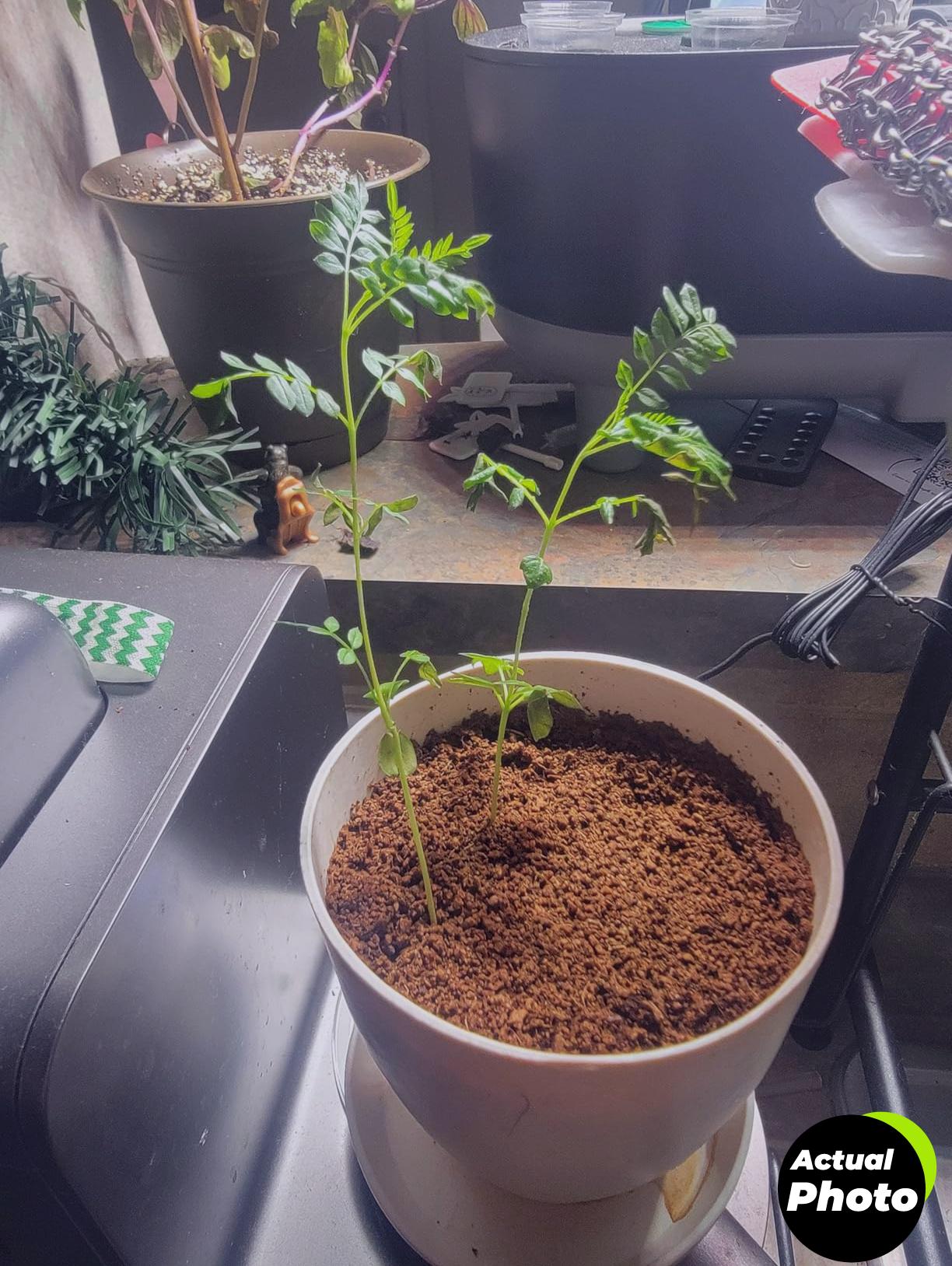 bonsai-starter-kit-jacaranda-foto-2