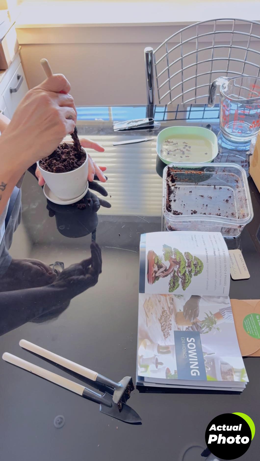 bonsai-starter-kit-jacaranda-foto-3