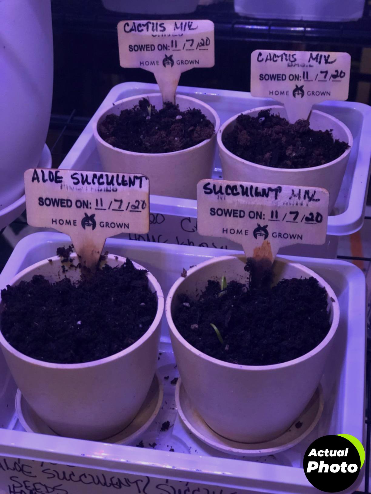 bonsai-tree-kit-4-unique-foto-3