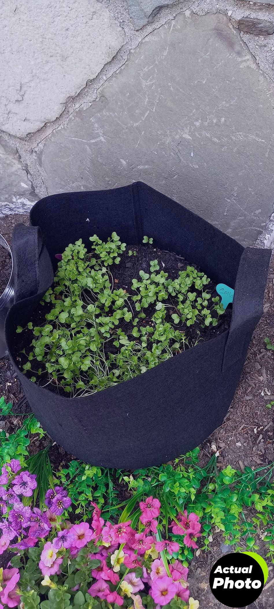 bonsai-tree-kit-home-grown-foto-1