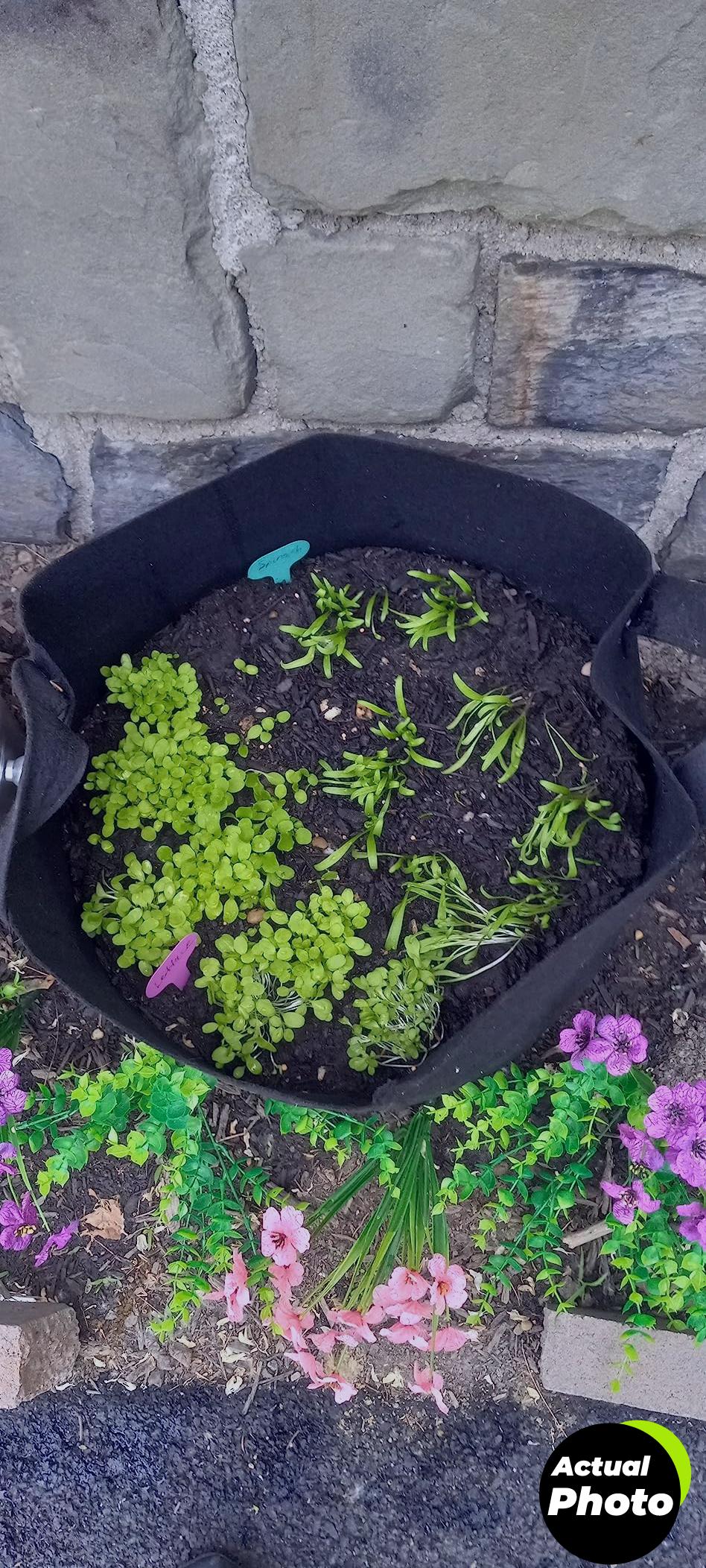 bonsai-tree-kit-home-grown-foto-2