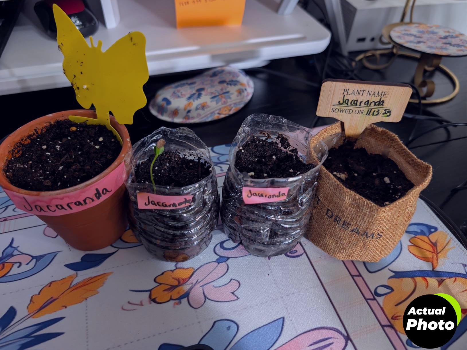 bonsai-tree-kit-starter-seeds-tools-foto-1