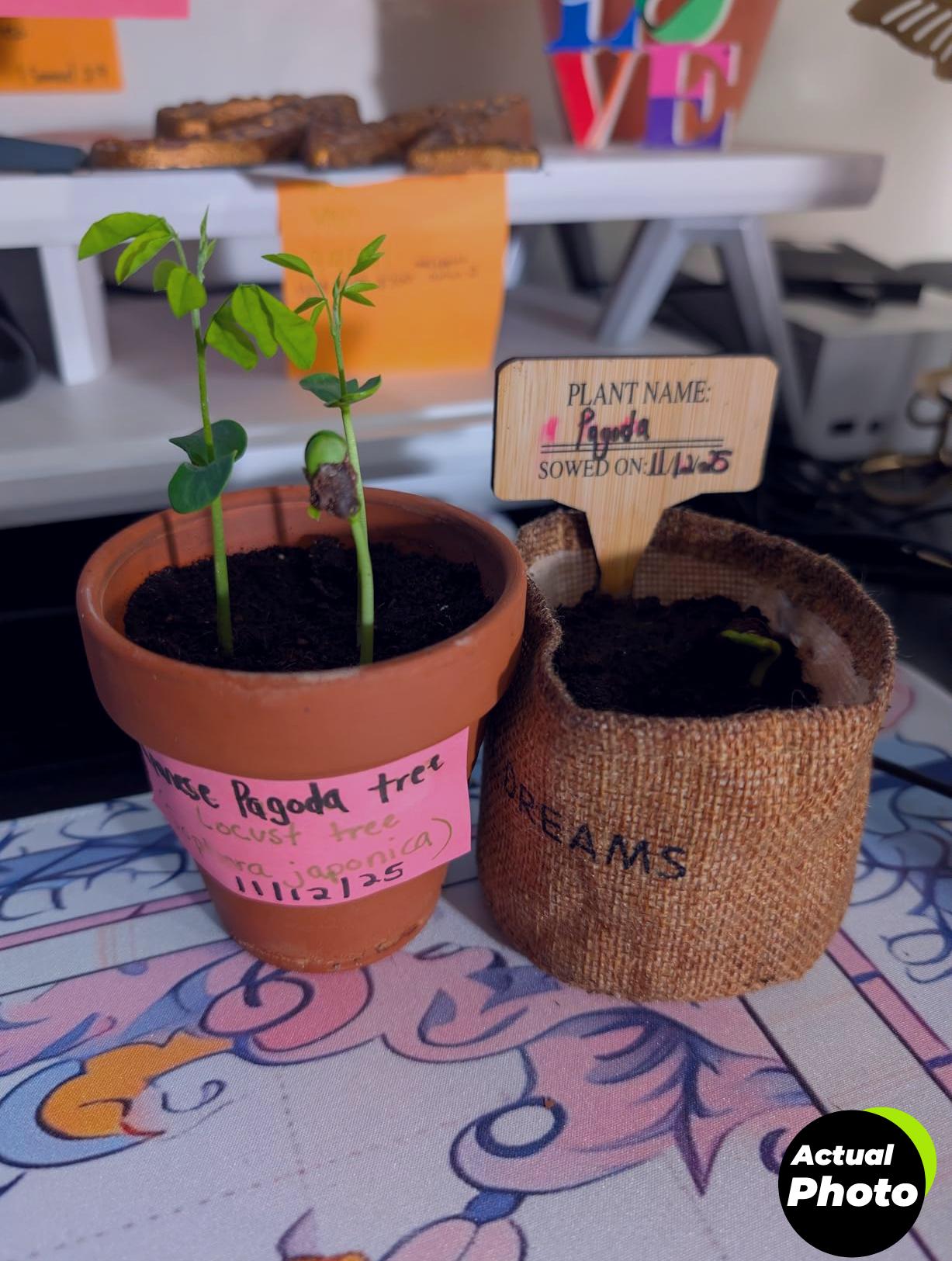 bonsai-tree-kit-starter-seeds-tools-foto-2