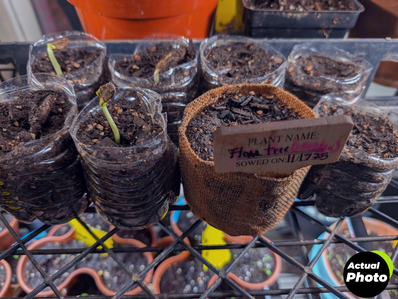 bonsai-tree-kit-starter-seeds-tools-foto-3