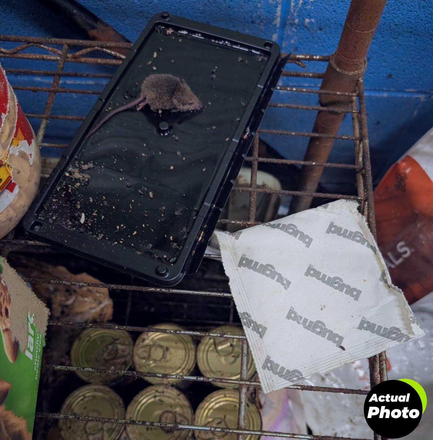 bugmd-vamoose-peppermint-repellent-1pack-foto-2