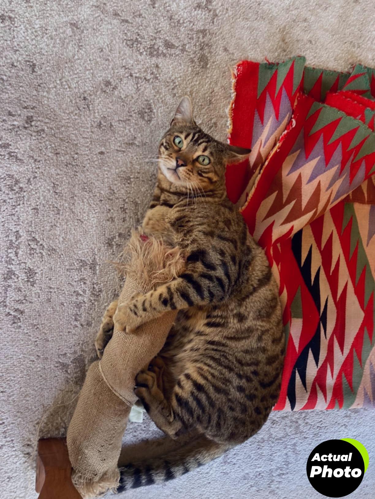 burlap-garden-fabric-roll-40x13-feet-foto-2