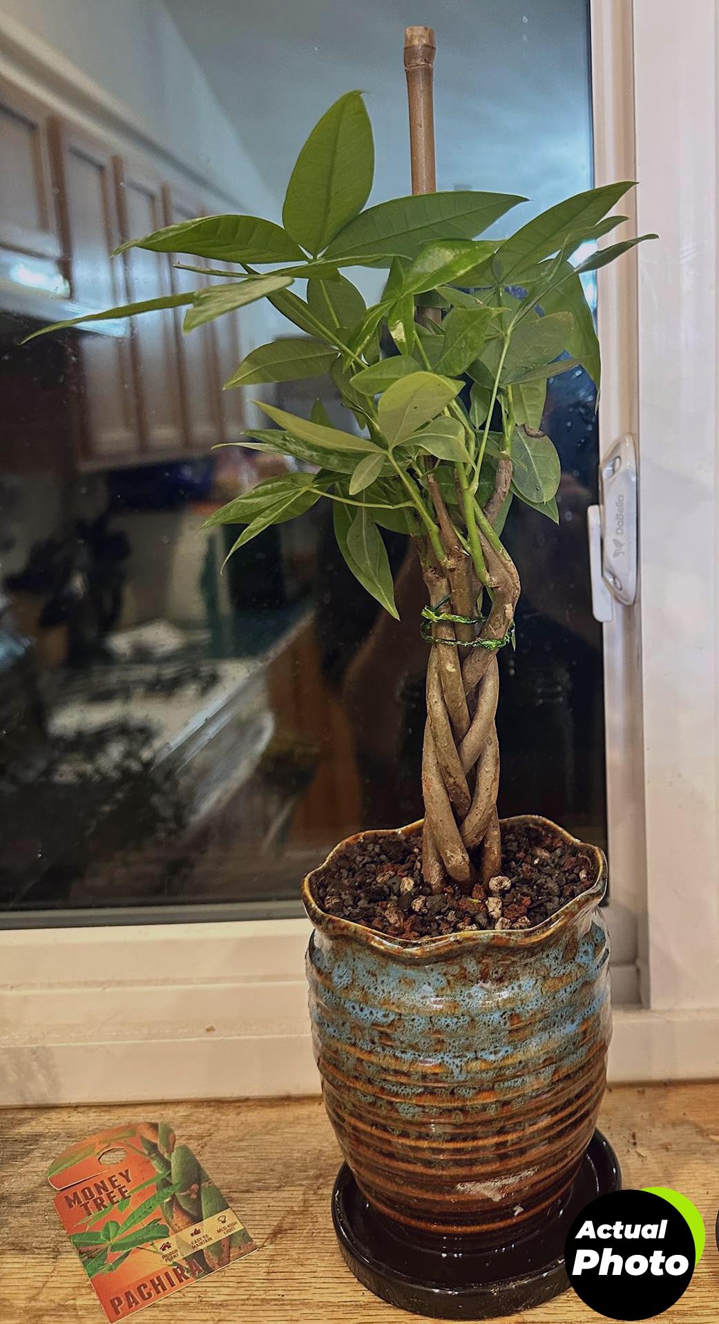 costa-farms-money-tree-plant-indoor-12-16-inches-foto-1