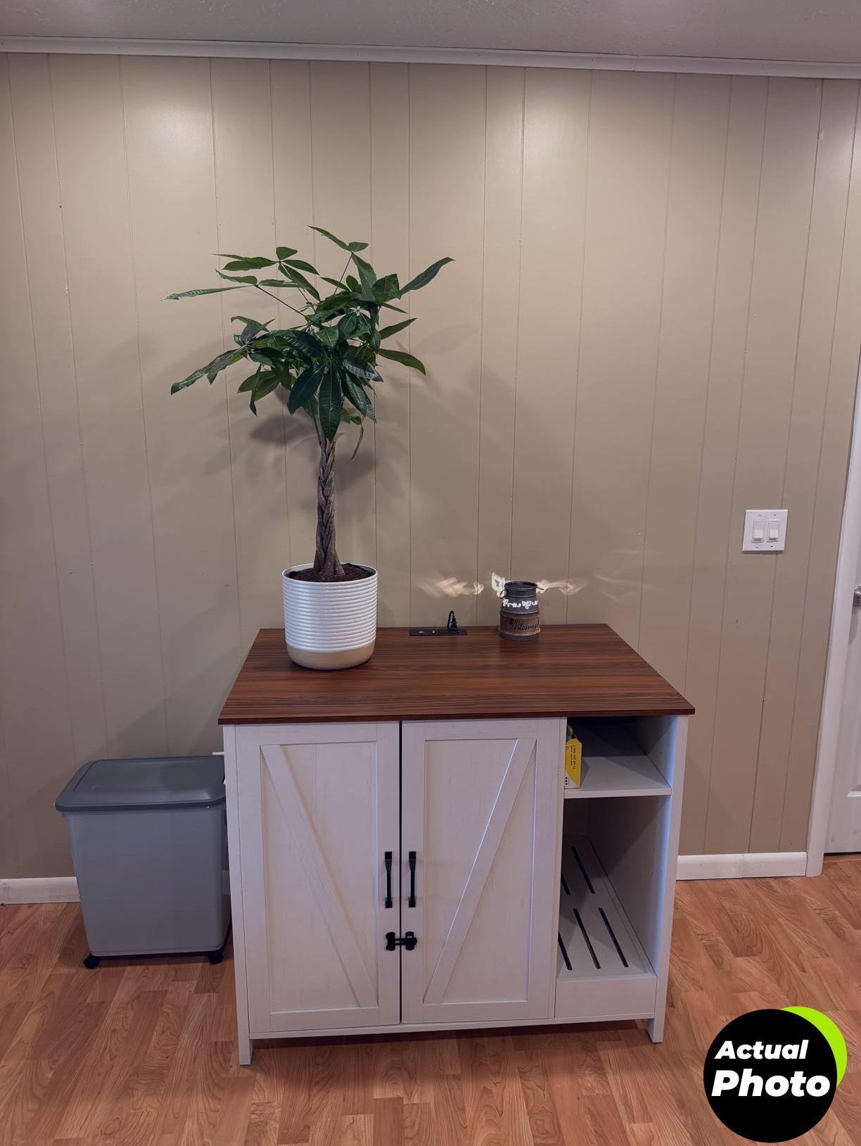 costa-farms-money-tree-plant-indoor-12-16-inches-foto-2