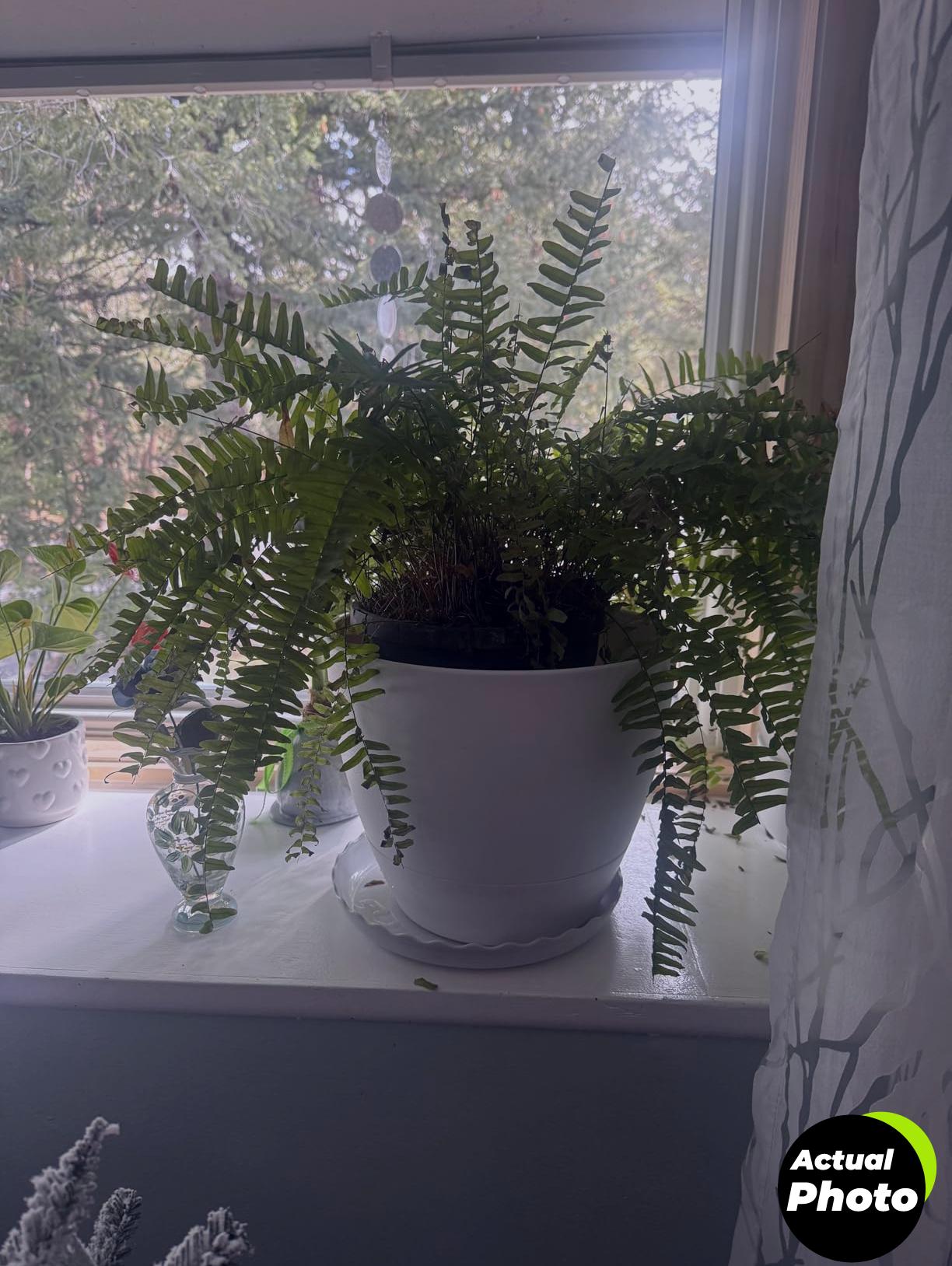 costa-farms-money-tree-plant-indoor-12-16-inches-foto-3