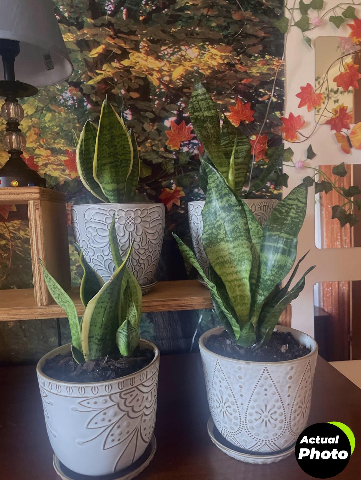 costa-farms-snake-plant-indoor-2ft-foto-1