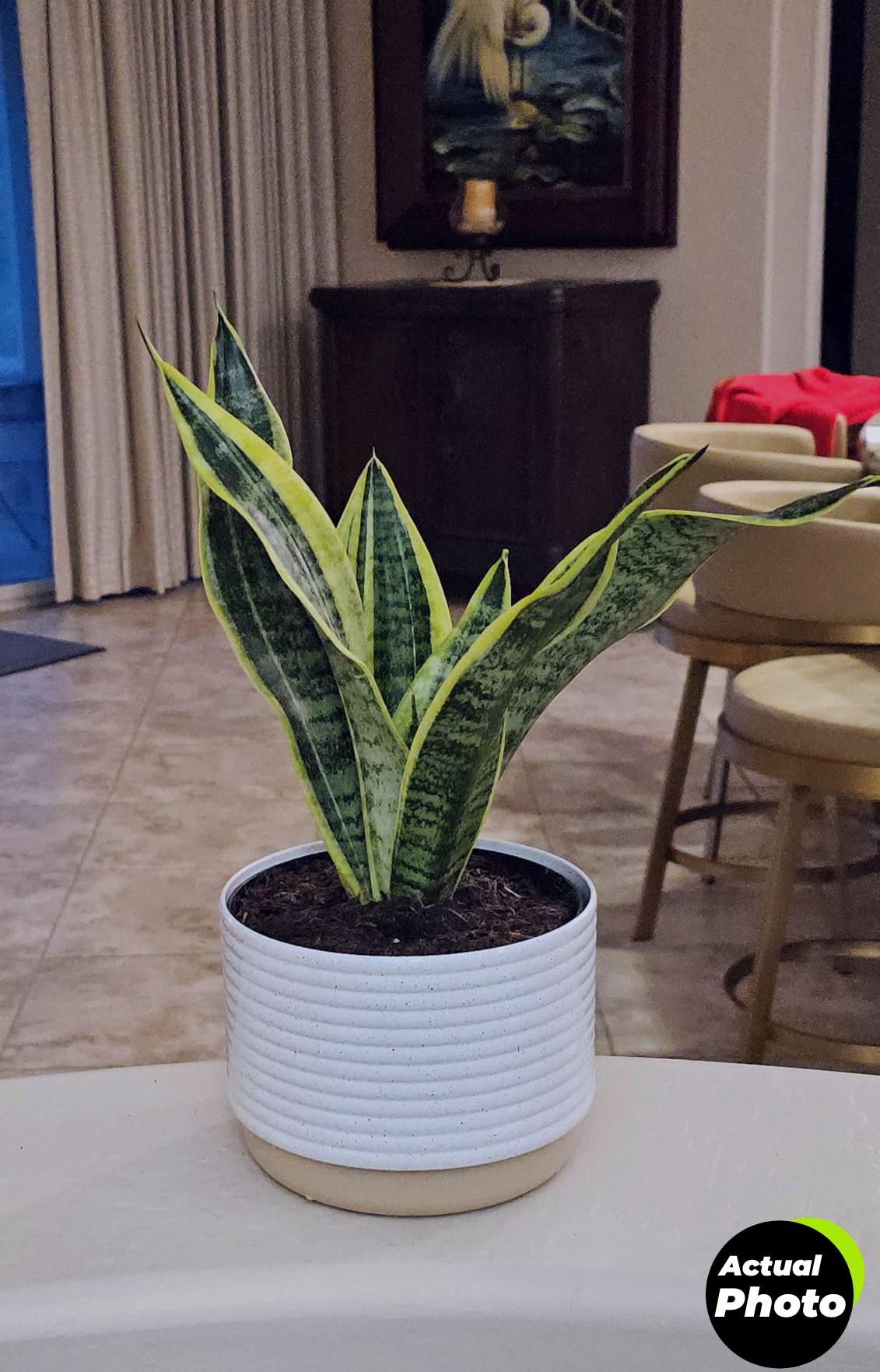 costa-farms-snake-plant-indoor-2ft-foto-2