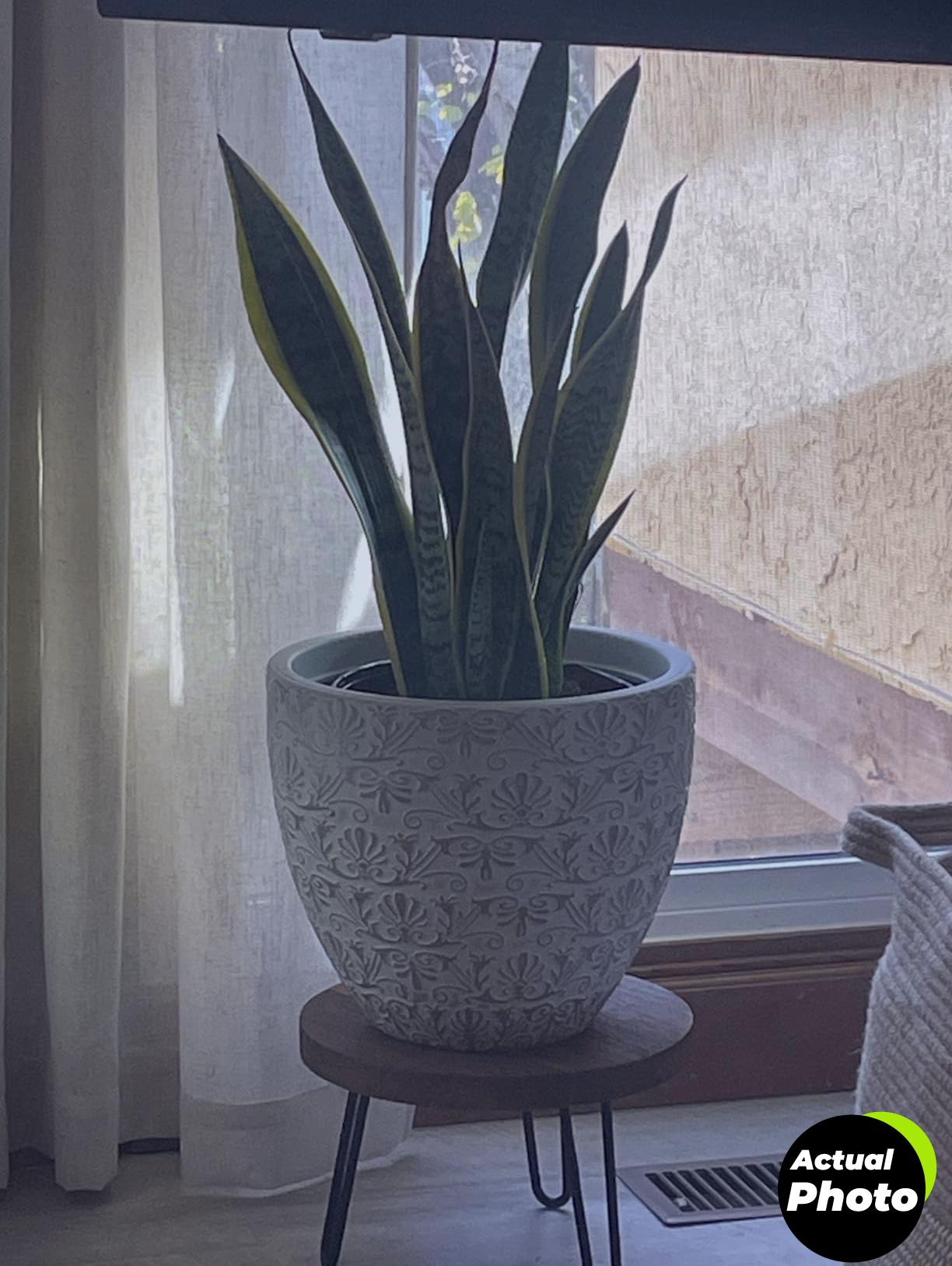 costa-farms-snake-plant-indoor-2ft-foto-3
