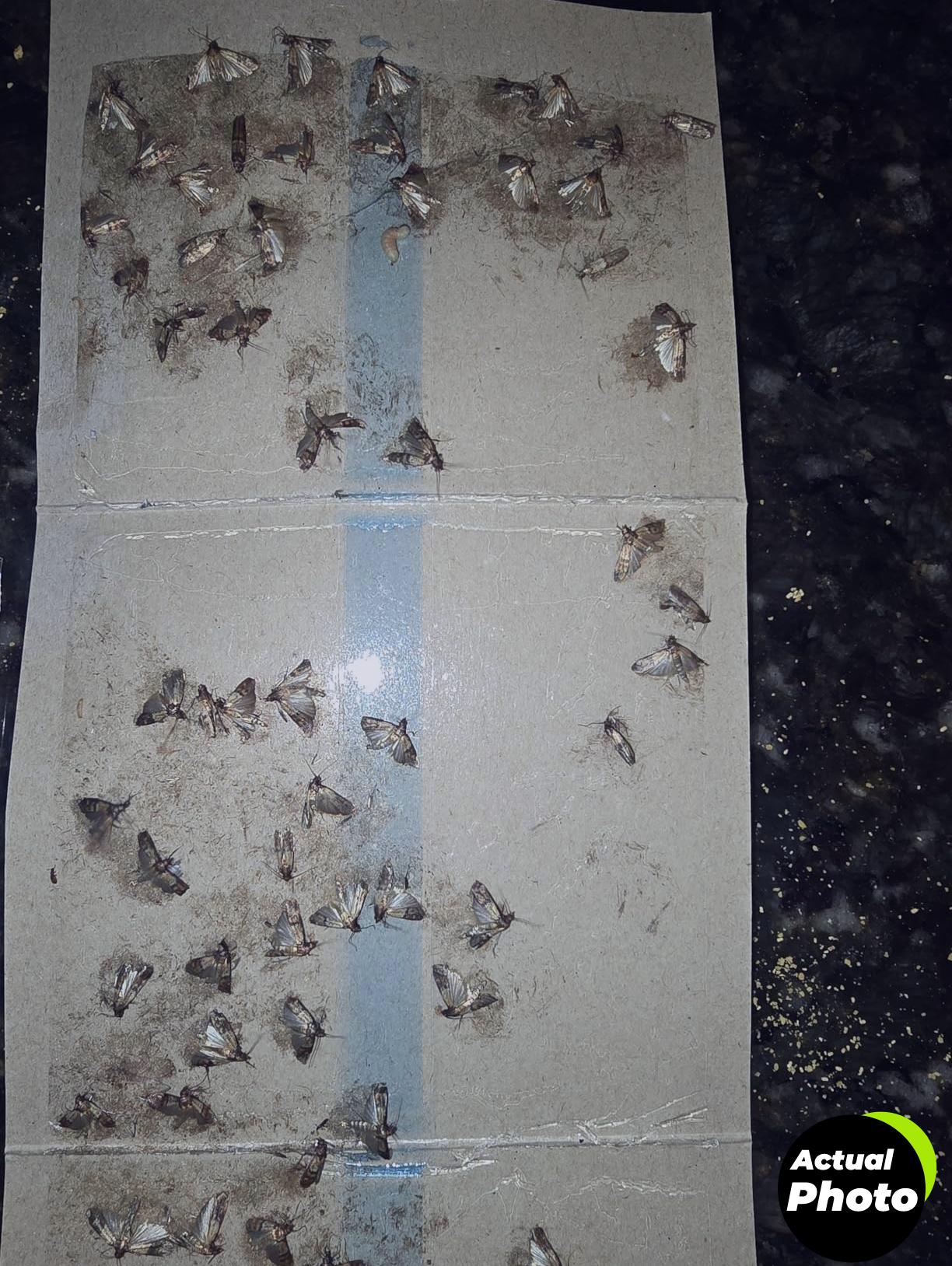 dr-killigans-moth-traps-6-pack-black-foto-1