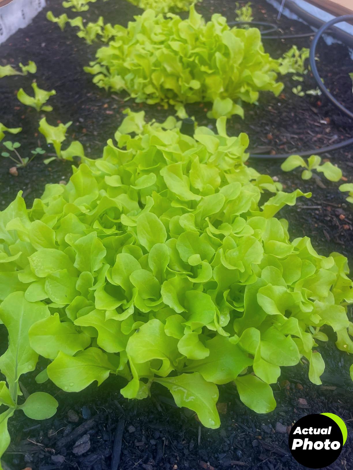 gardeners-basics-survival-seed-kit-16000-seeds-foto-1