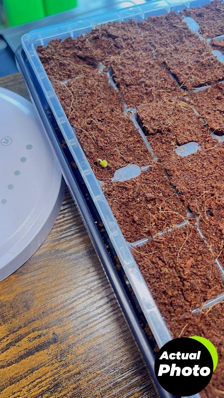 gardeners-basics-survival-seed-kit-16000-seeds-foto-2