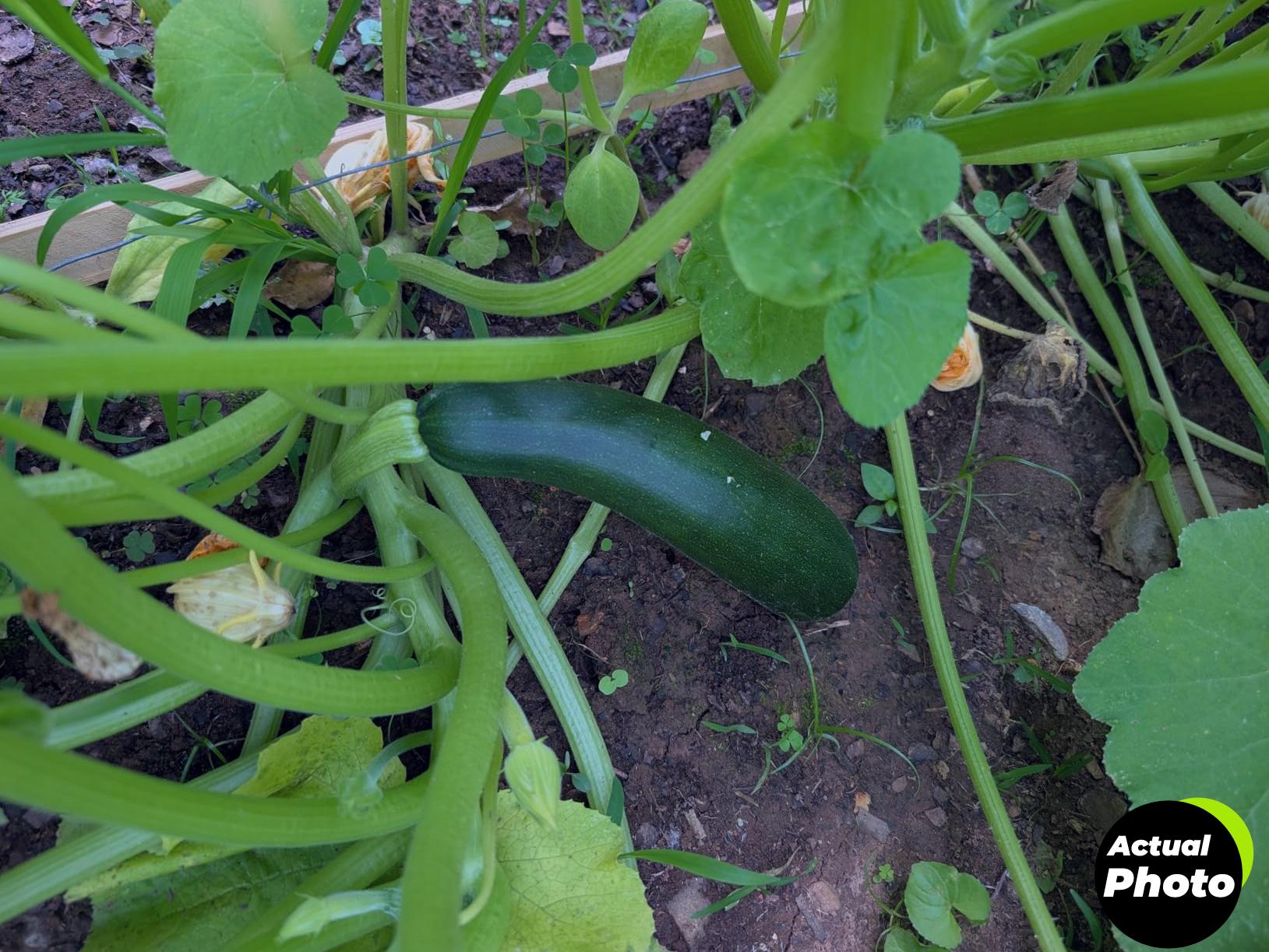 gardeners-basics-survival-seed-kit-16000-seeds-foto-3