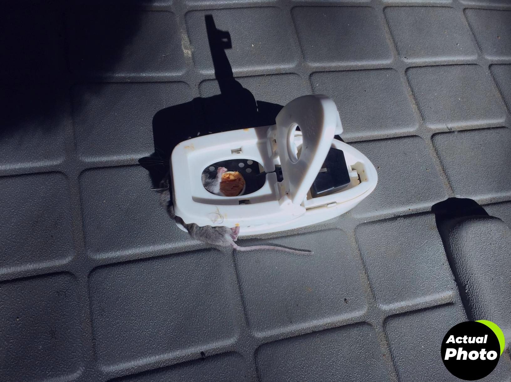 grandpa-gus-mouse-repellent-pouches-10pack-foto-3