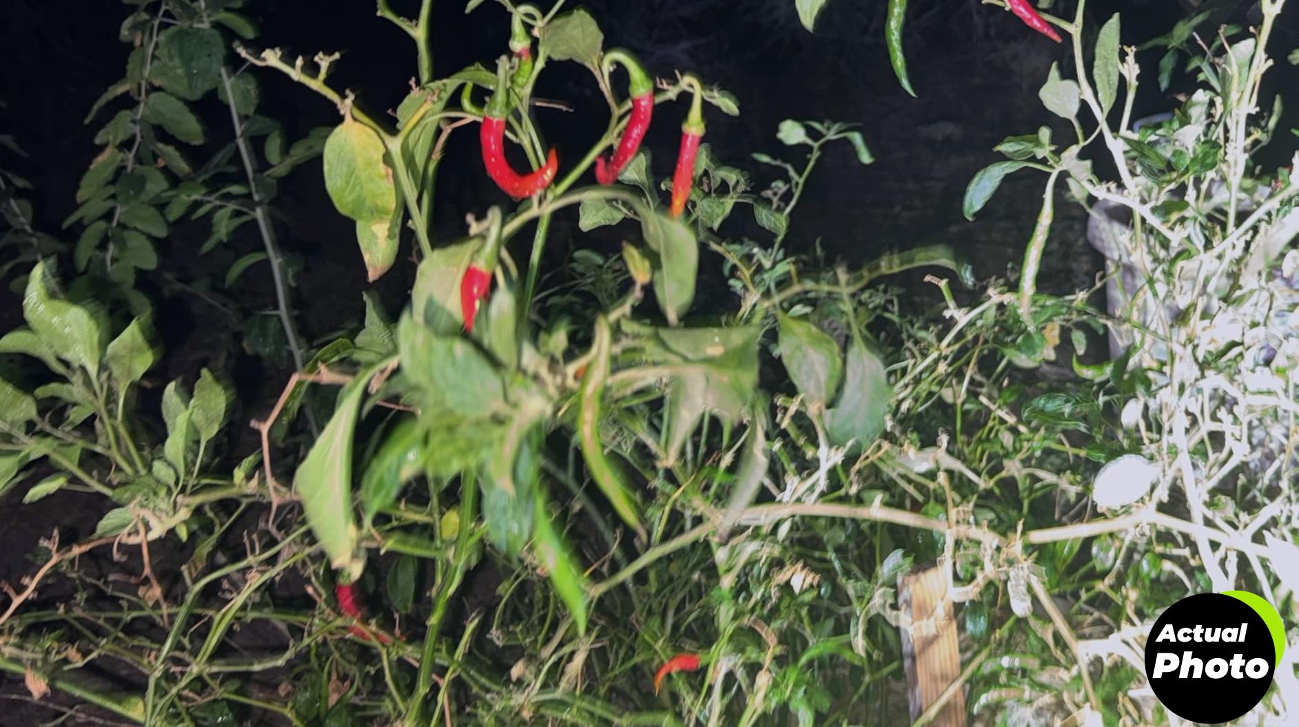 grow-lights-indoor-plants-5-heads-full-spectrum-foto-2