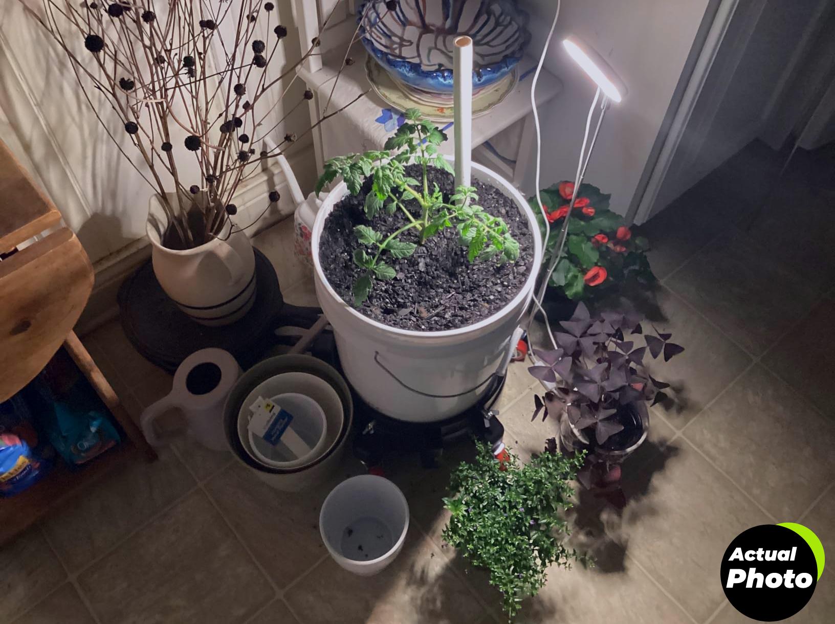 grow-lights-indoor-plants-halo-lamp-full-spectrum-foto-1