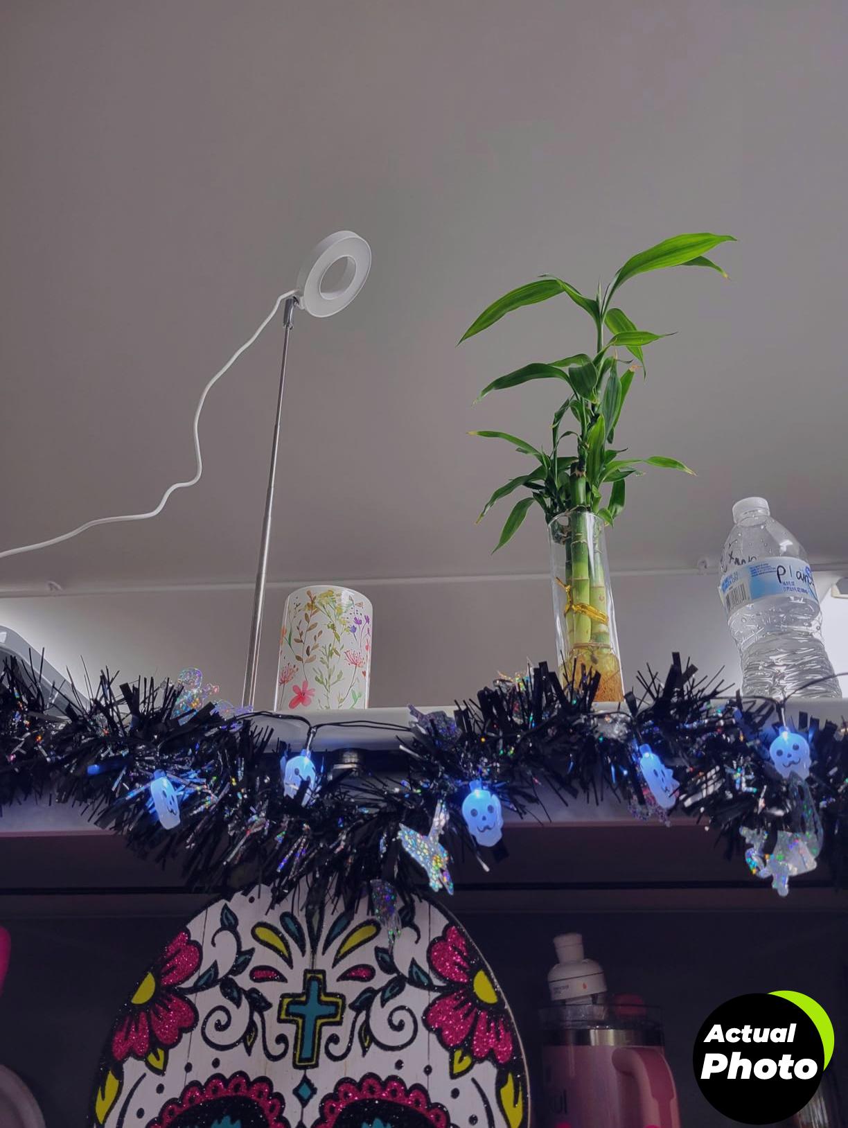 grow-lights-indoor-plants-halo-lamp-full-spectrum-foto-2