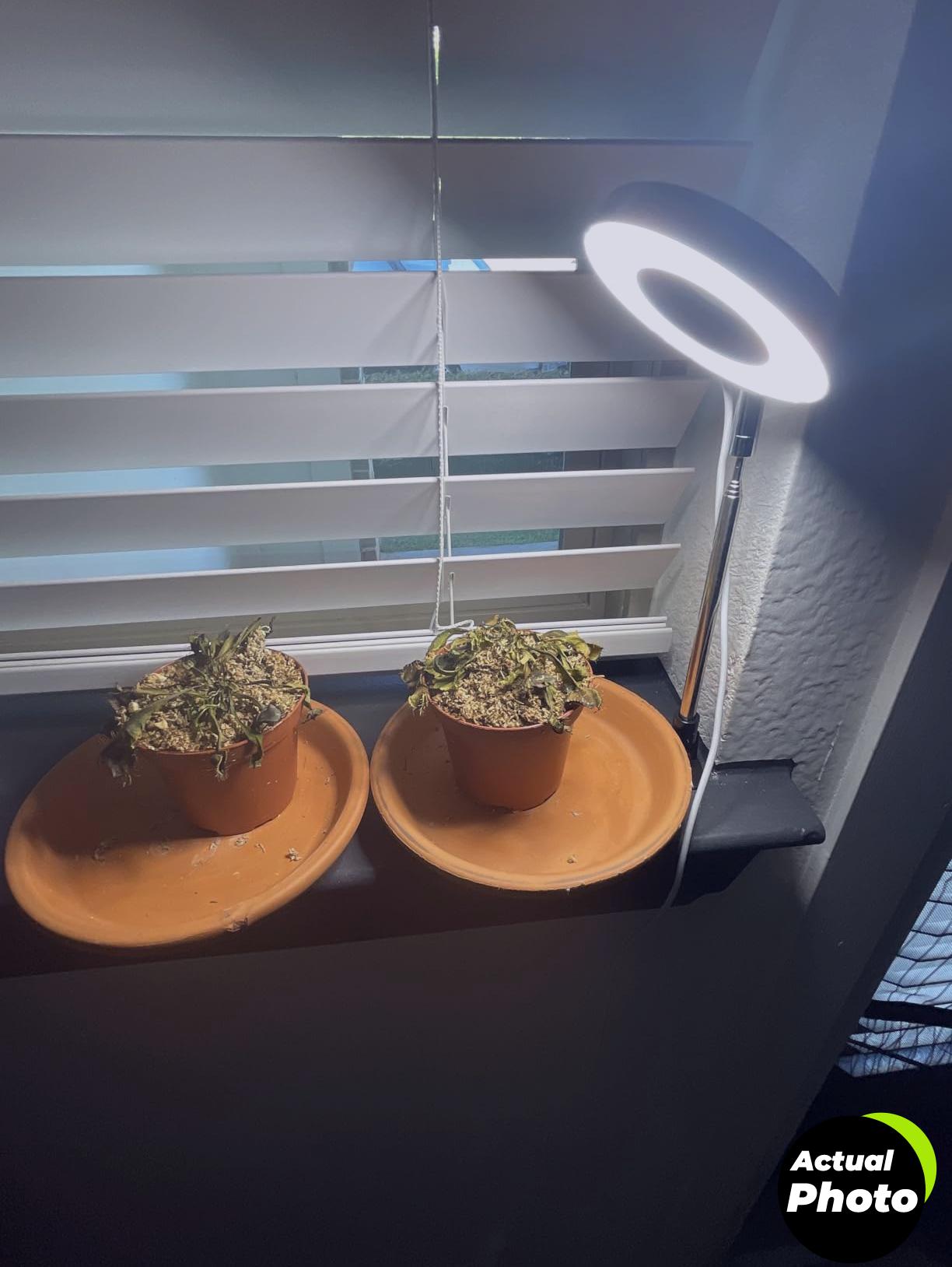 grow-lights-indoor-plants-halo-lamp-full-spectrum-foto-3