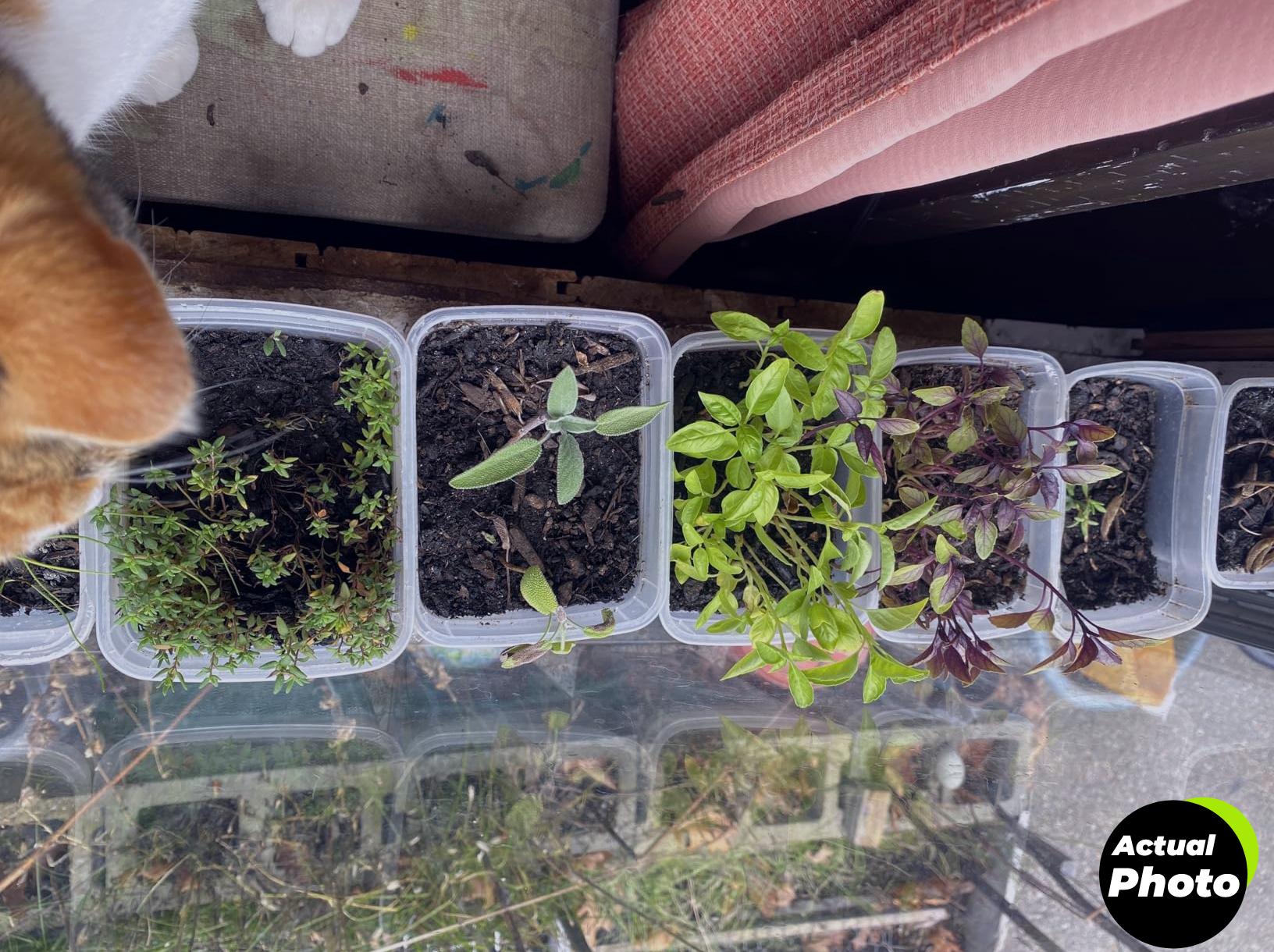 herb-seeds-variety-pack-seed-needs-foto-1