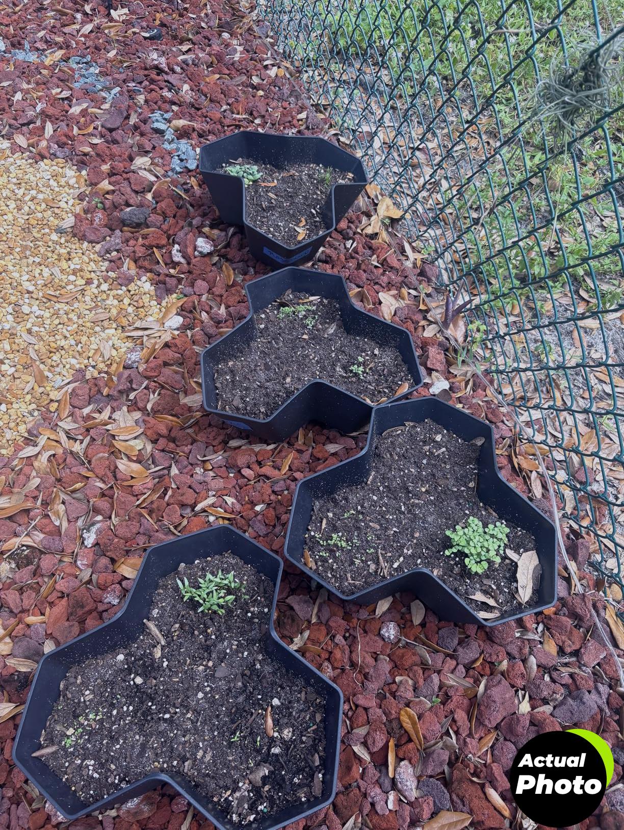 herb-seeds-variety-pack-seed-needs-foto-2