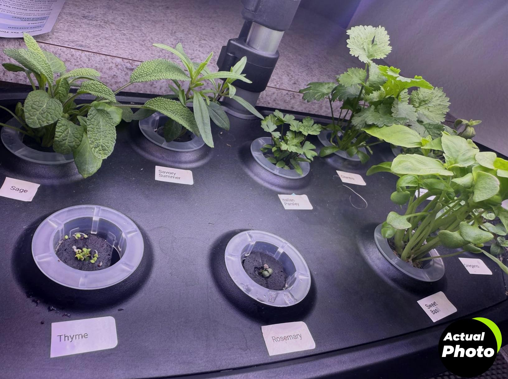 herb-seeds-variety-pack-seed-needs-foto-3