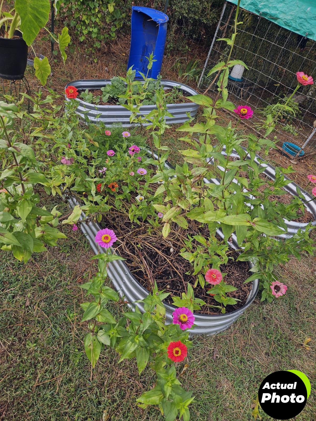 home-grown-zinnia-seeds-pack-2026-foto-1
