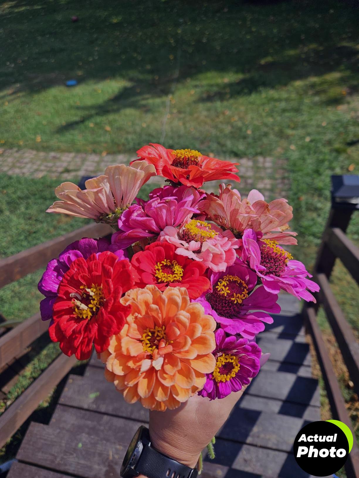home-grown-zinnia-seeds-pack-2026-foto-2