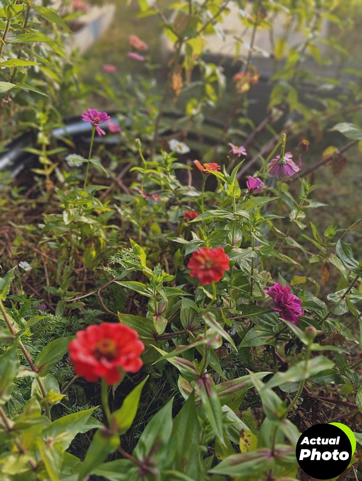 home-grown-zinnia-seeds-pack-2026-foto-3