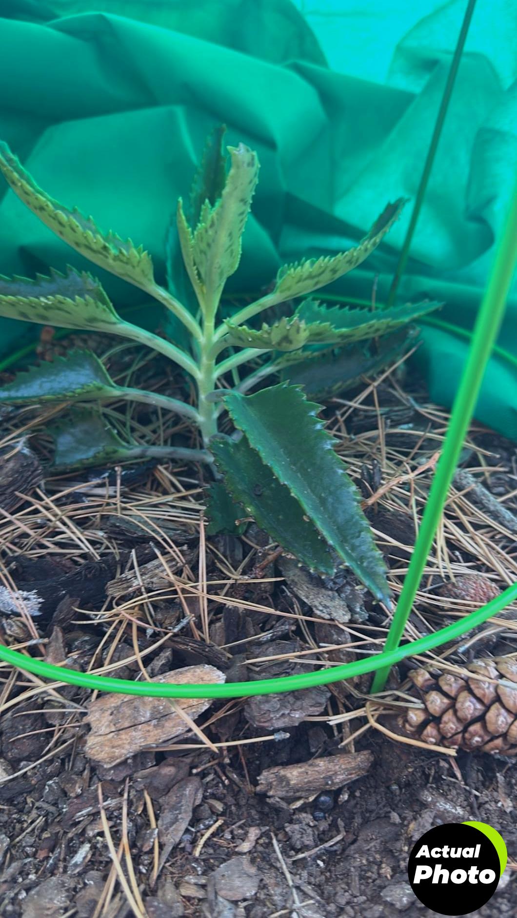 homimp-plant-covers-frost-protection-4-pack-foto-1