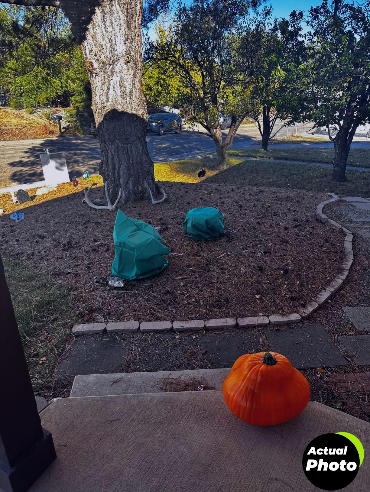 homimp-plant-covers-frost-protection-4-pack-foto-2