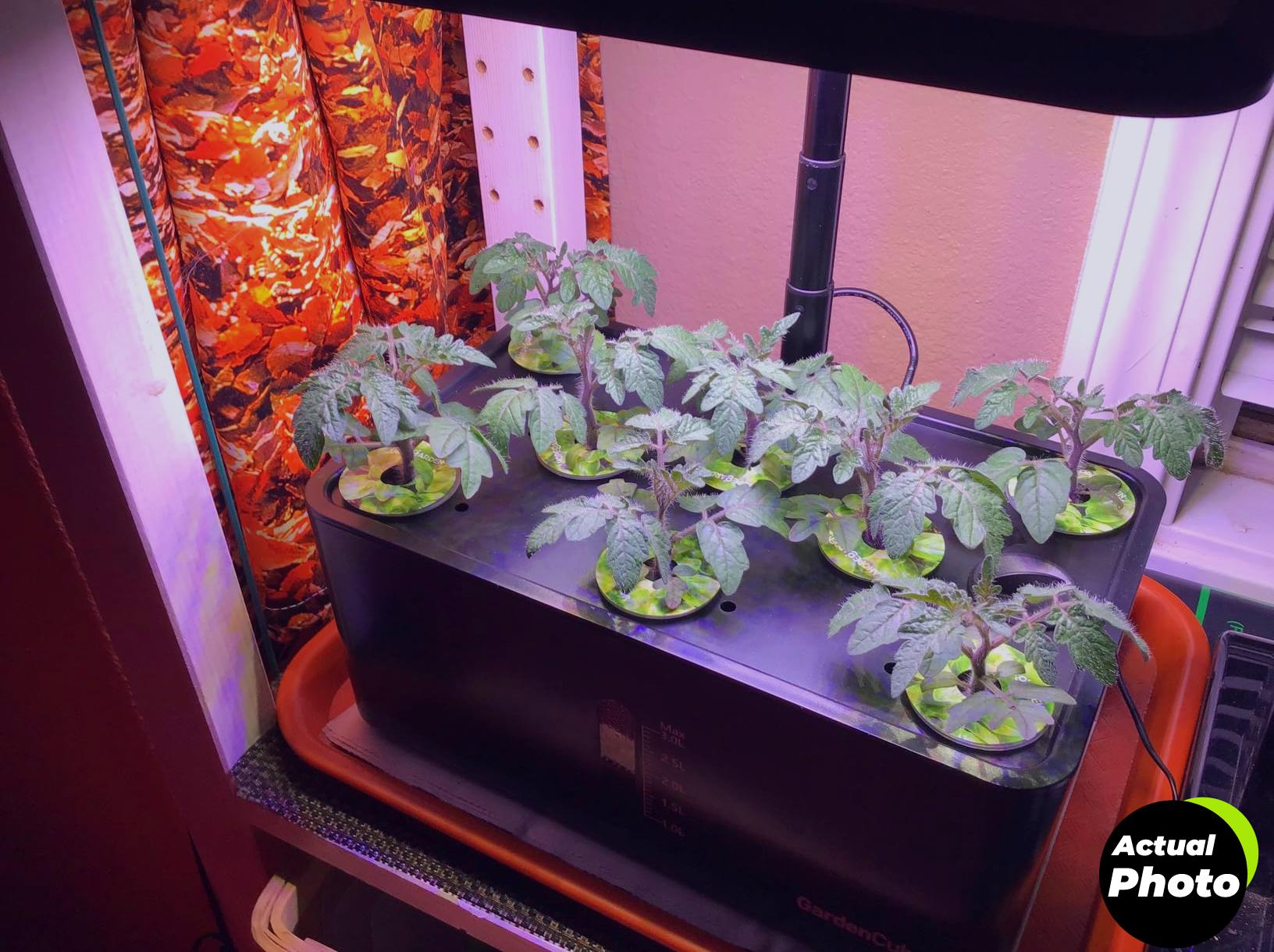 hydroponic-herb-garden-kit-indoor-automatic-timer-foto-2