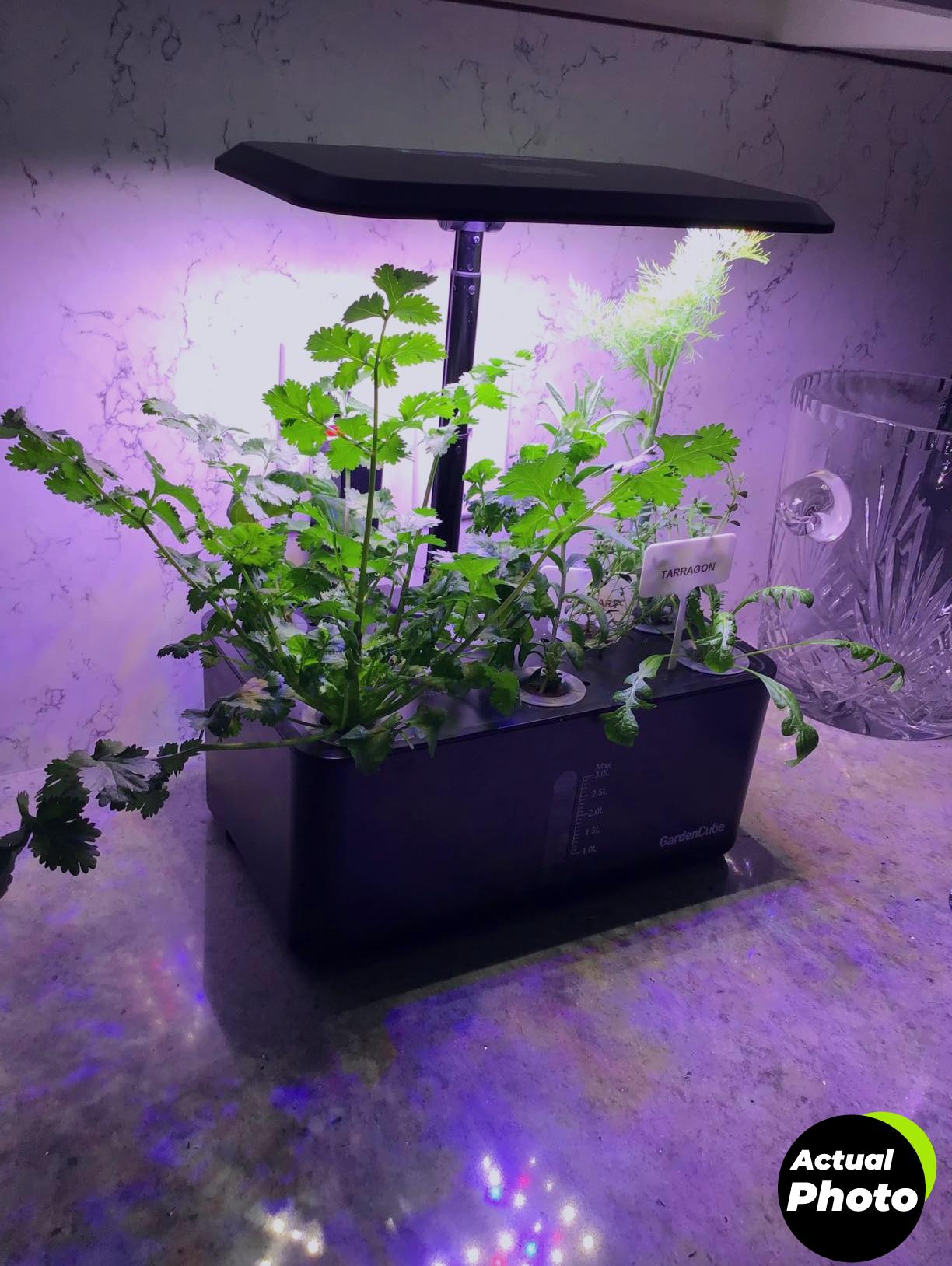 hydroponic-herb-garden-kit-indoor-automatic-timer-foto-3