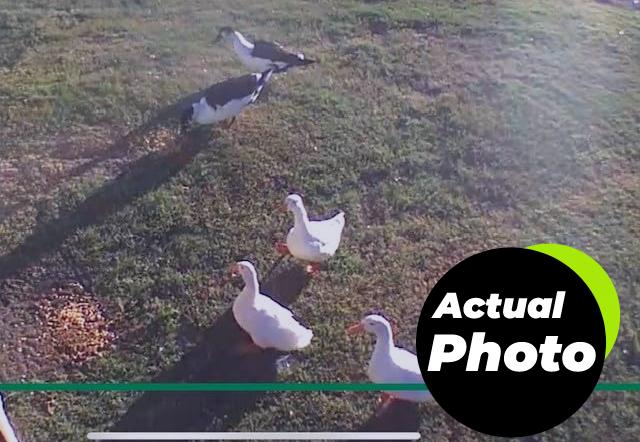 i-love-worms-black-soldier-fly-larvae-treat-10lb-foto-1