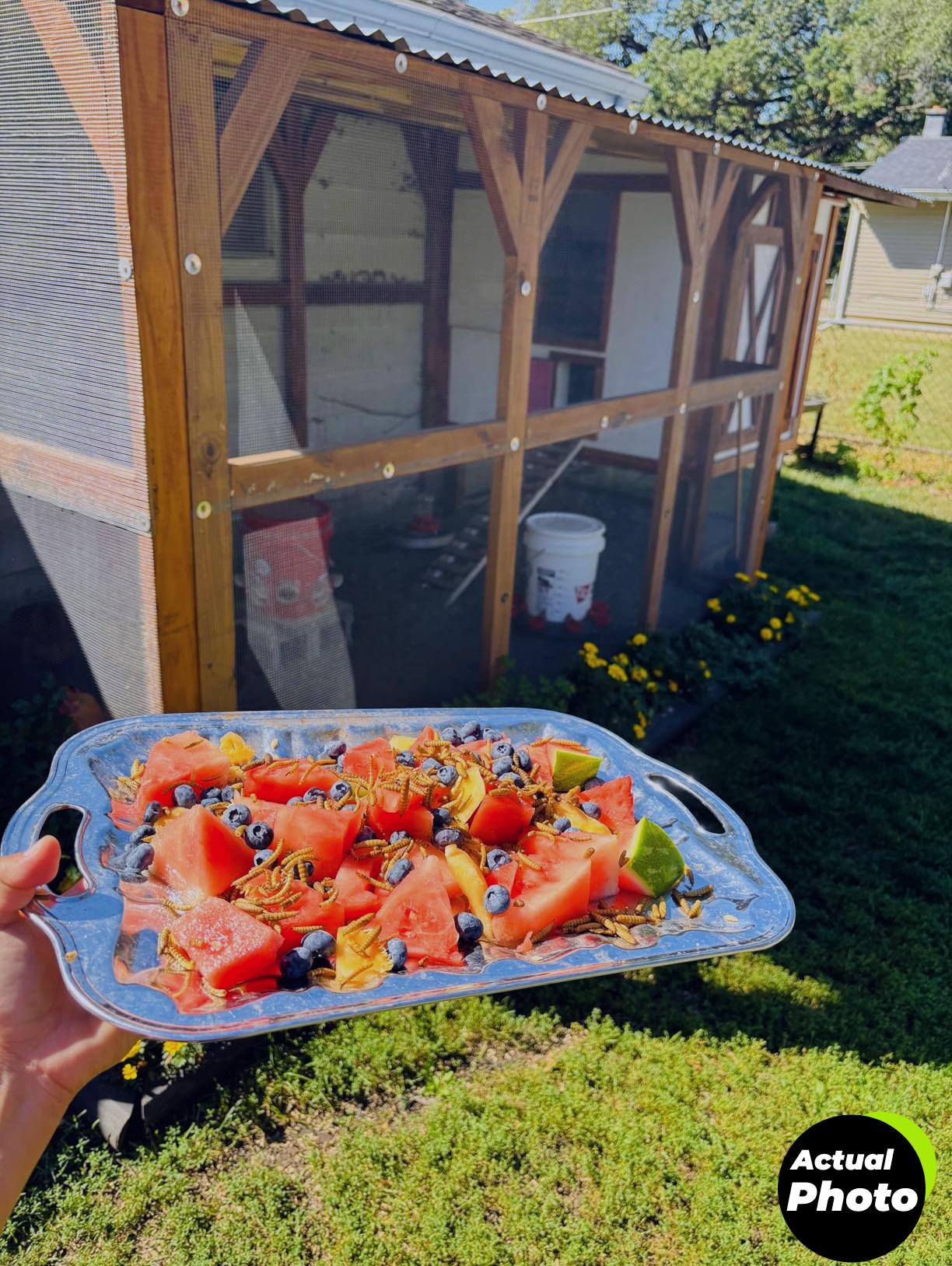 i-love-worms-black-soldier-fly-larvae-treat-10lb-foto-2